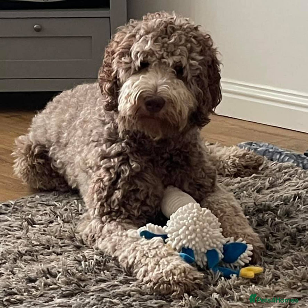 Labradoodle dogs for sale: F4b Standard Labradoodles (Fully Health Tested) - Image 10