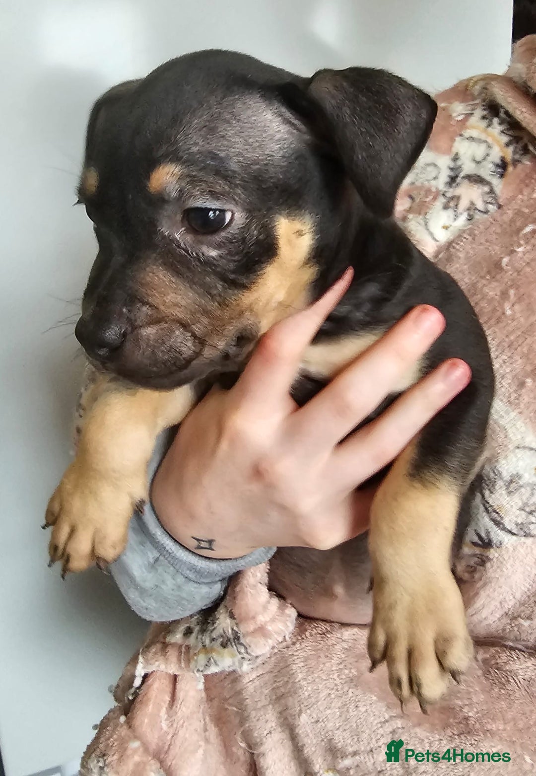 Mixed Breed dogs for sale: Bullmastiff cross pocket bully - Advert 8