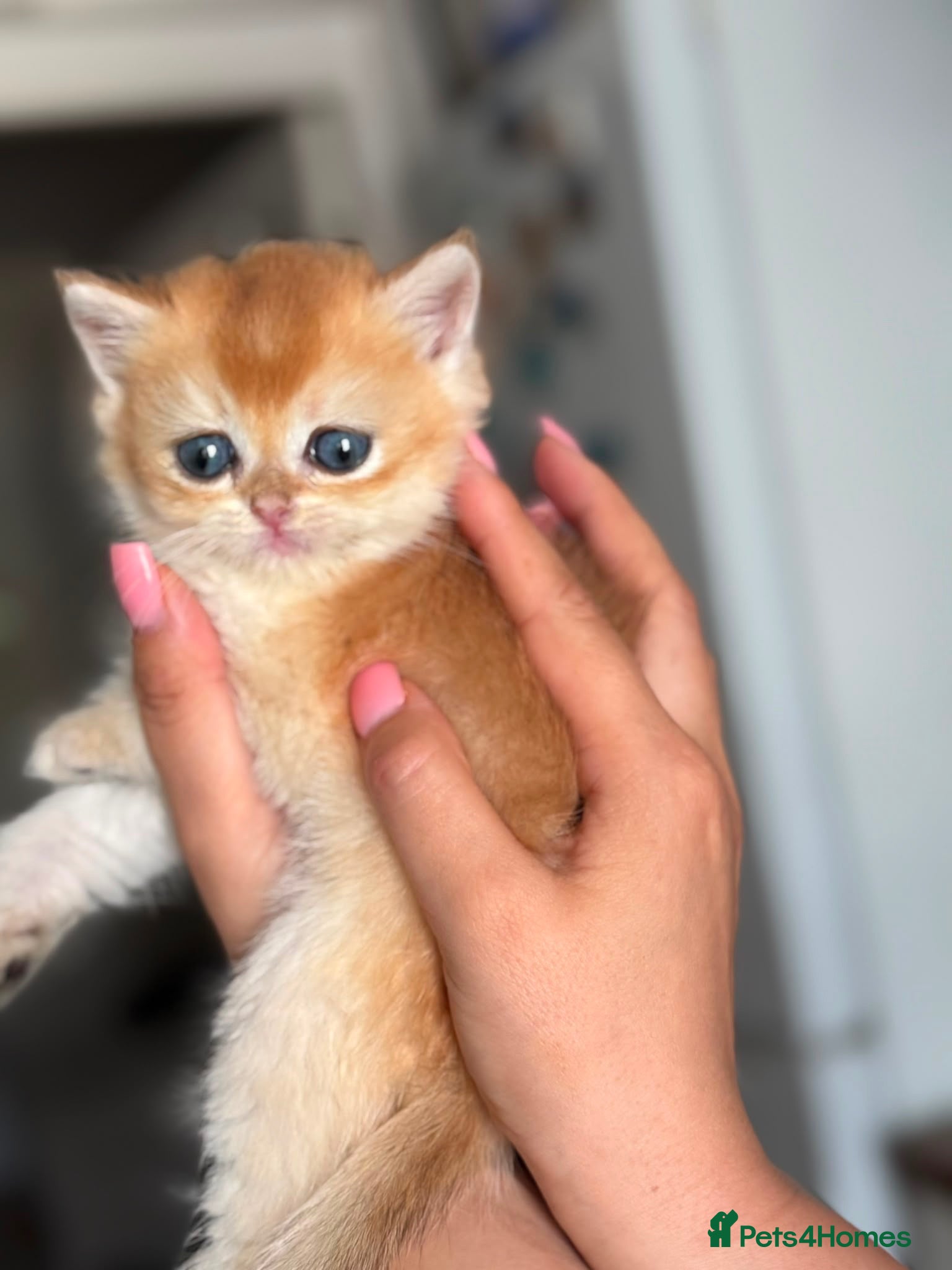 British Shorthair cats Gorgeous GCCF registered British shorthair Gold. - Advert 1