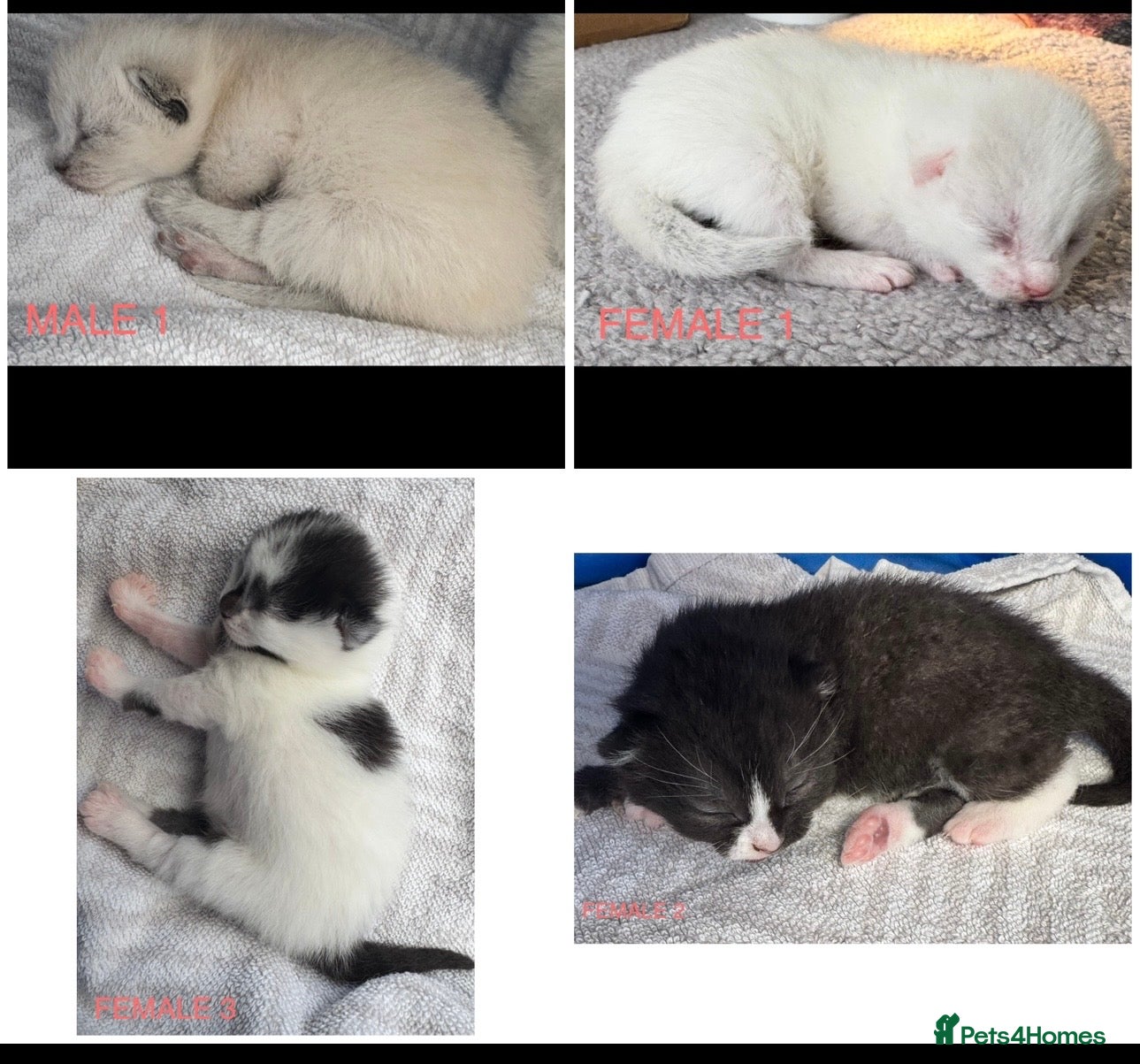 Siamese cats Siamese stunners  - Advert 1