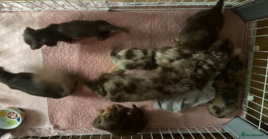 Miniature Dachshund dogs - Advert 11