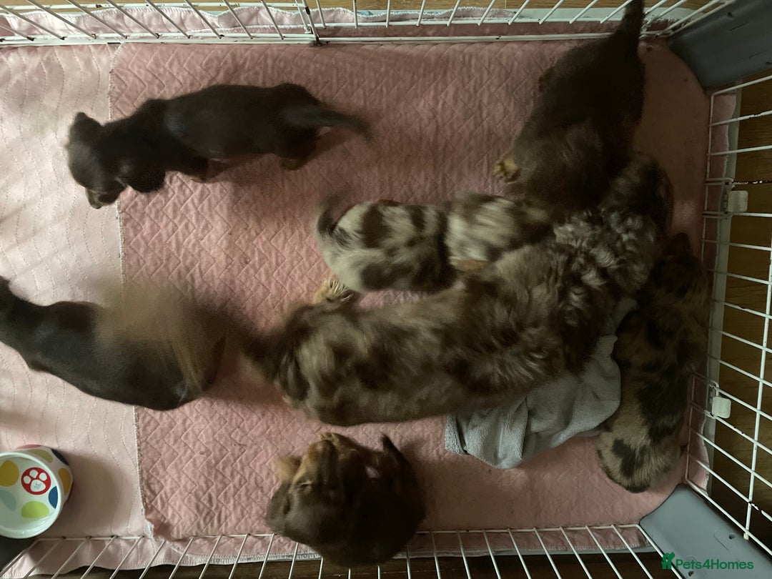 Miniature Dachshund dogs for sale: Delightful litter of KC Longhaired Mini Dachshunds - Image 2