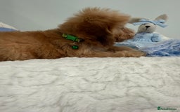 Cockapoo dogs for sale: Stunning sable, roan, parti f1. Full dna clear  - Image 7