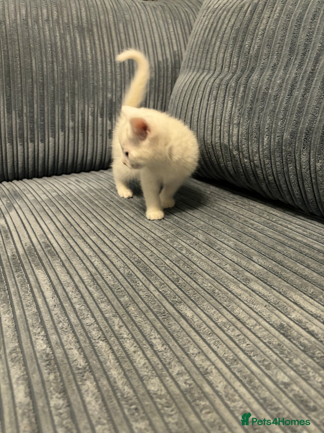 Mixed Breed cats for sale: Adorable Kittens for Sale - Advert 9