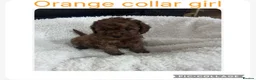 Cavapoo dogs for sale: Cavapoo puppies  in Swadlincote - Advert 4