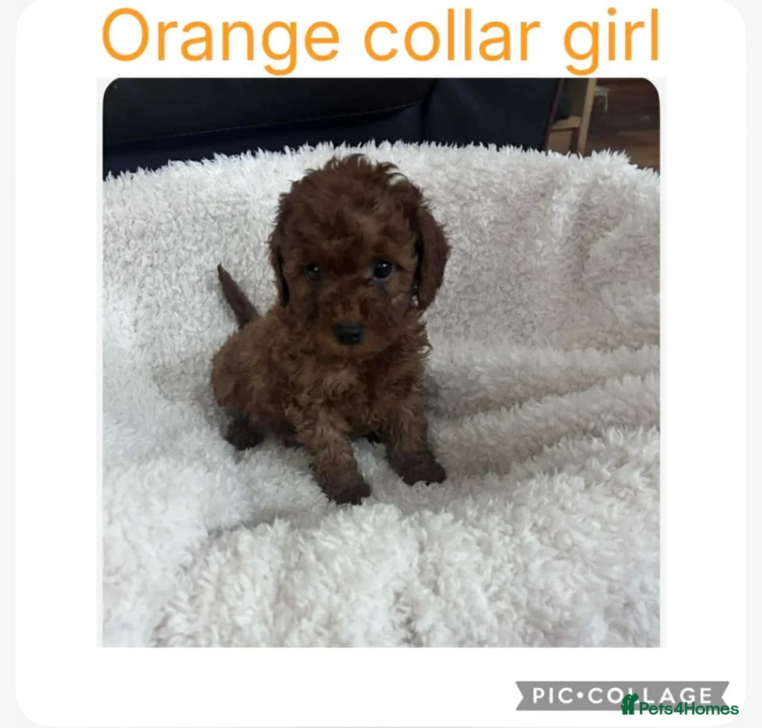 Cavapoo dogs for sale: Cavapoo puppies  in Swadlincote - Advert 4