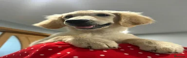 Goldendoodle 5