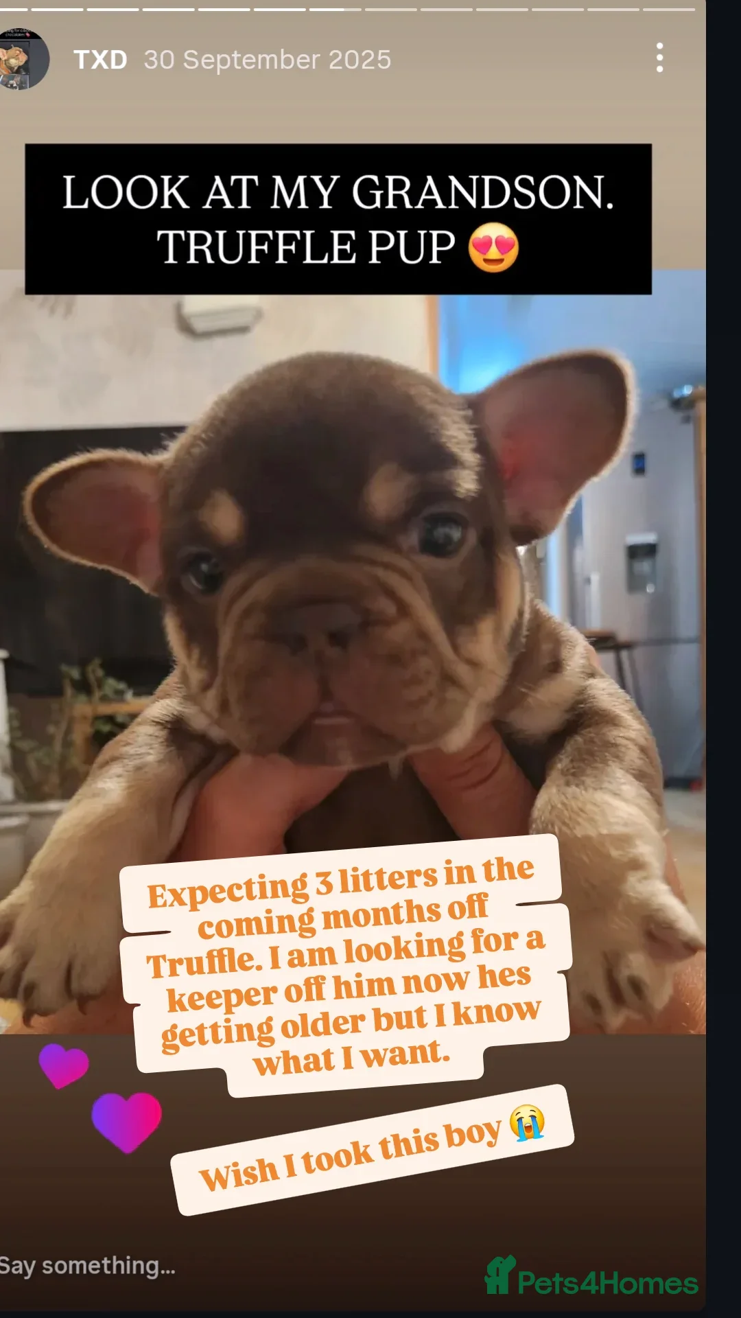 French Bulldog dogs for stud: NEW SHADE ROJO AND TAN FOR STUD - Advert 8