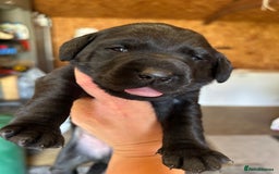 Labrador Retriever dogs for sale: 1 black dog available  - Image 6