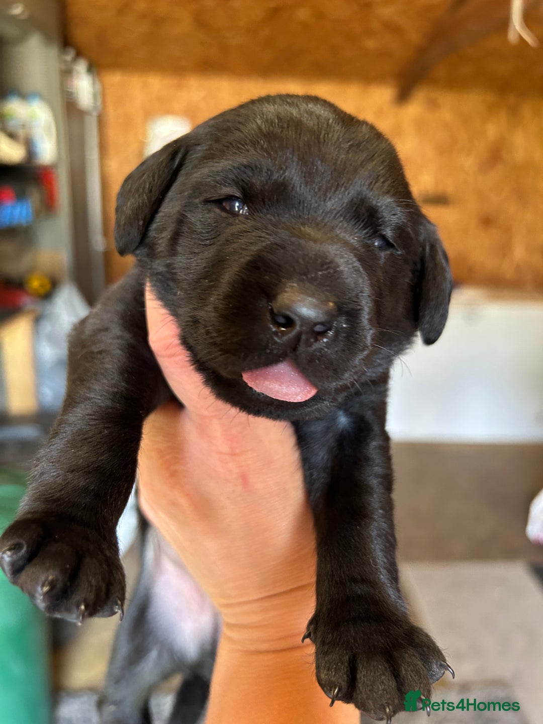 Labrador Retriever dogs for sale: 1 black dog available  - Image 6