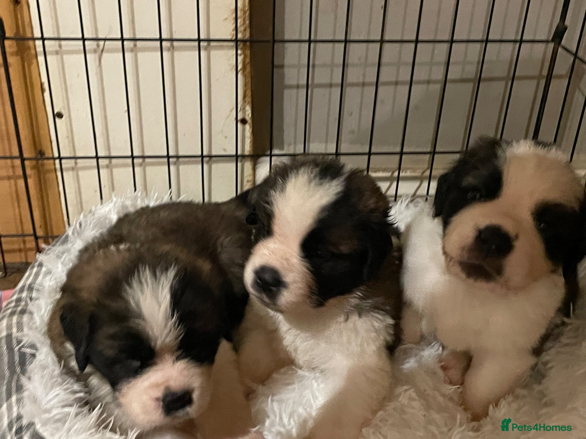 Saint Bernard dogs KC Registered Saint Bernard Puppies - Advert 1