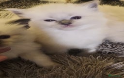 Ragdoll cats for sale: 3 beautiful ragdoll kittens  - Advert 5