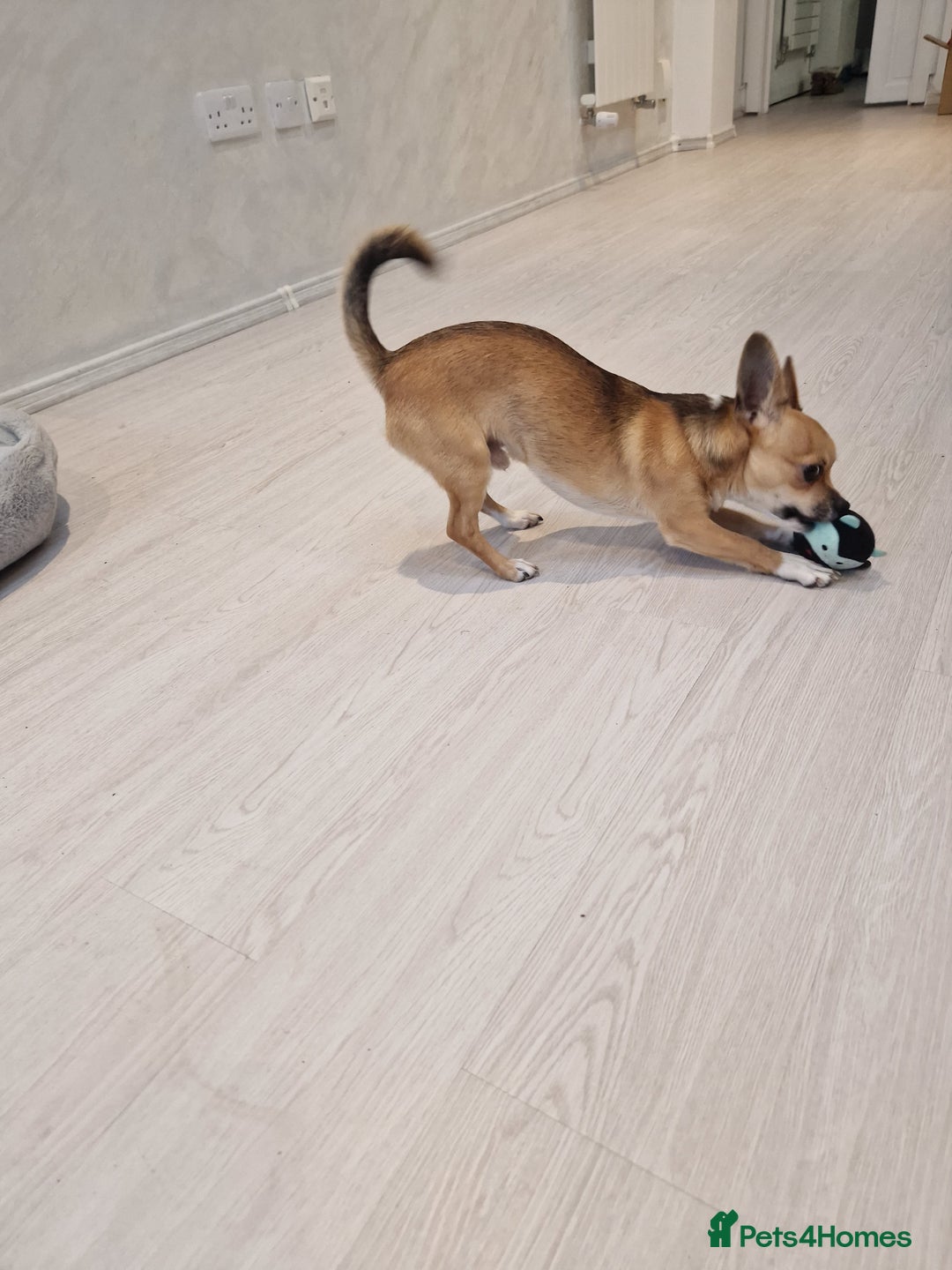 Chihuahua dogs for sale: Chihuahua puppies  - Advert 6