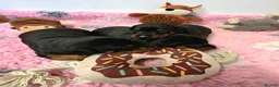 Dobermann dogs for sale: Fantastic KC Dobermann Puppies  - Advert 7