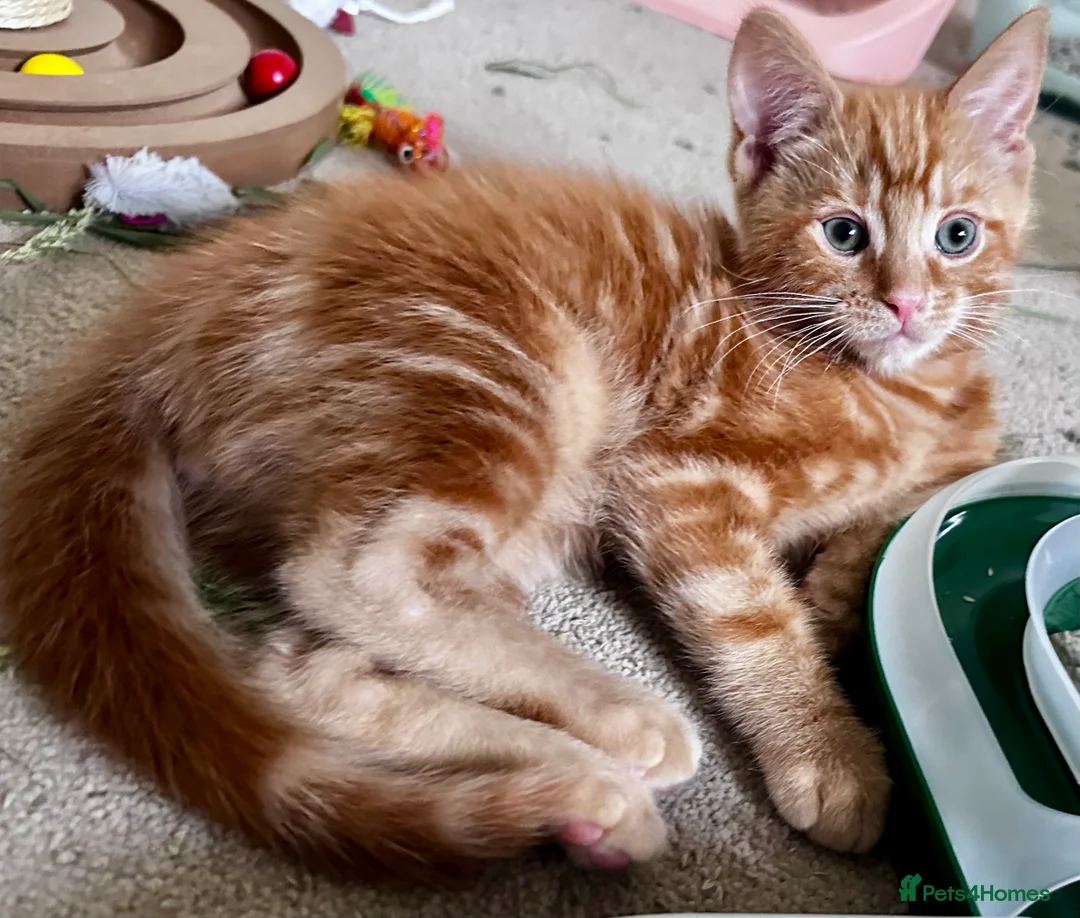 Mixed Breed cats for sale: Amiable mixed breed kttens - Advert 1
