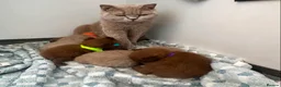 Scottish Fold cats for sale: Stunning Scottish fold/straight kittens😻 - Advert 1