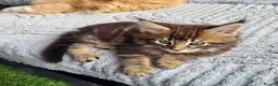 Maine Coon cats for sale: Pedigree Maine Coon kittens - Advert 6