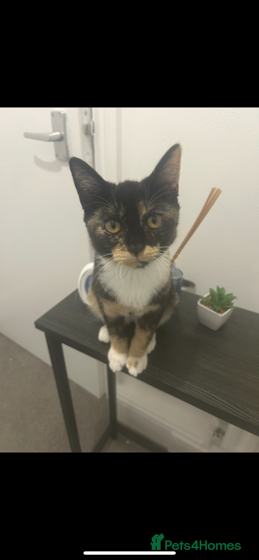 Domestic Shorthair cats for sale: Meet Cali✨ - Advert 1