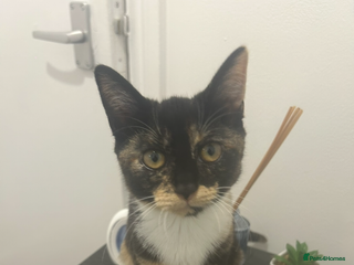 Domestic Shorthair cats Meet Cali✨ - Advert 1