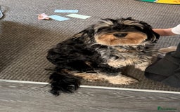 Cockapoo dogs for sale: 2year old cockapoo looking for forever home  - Image 2