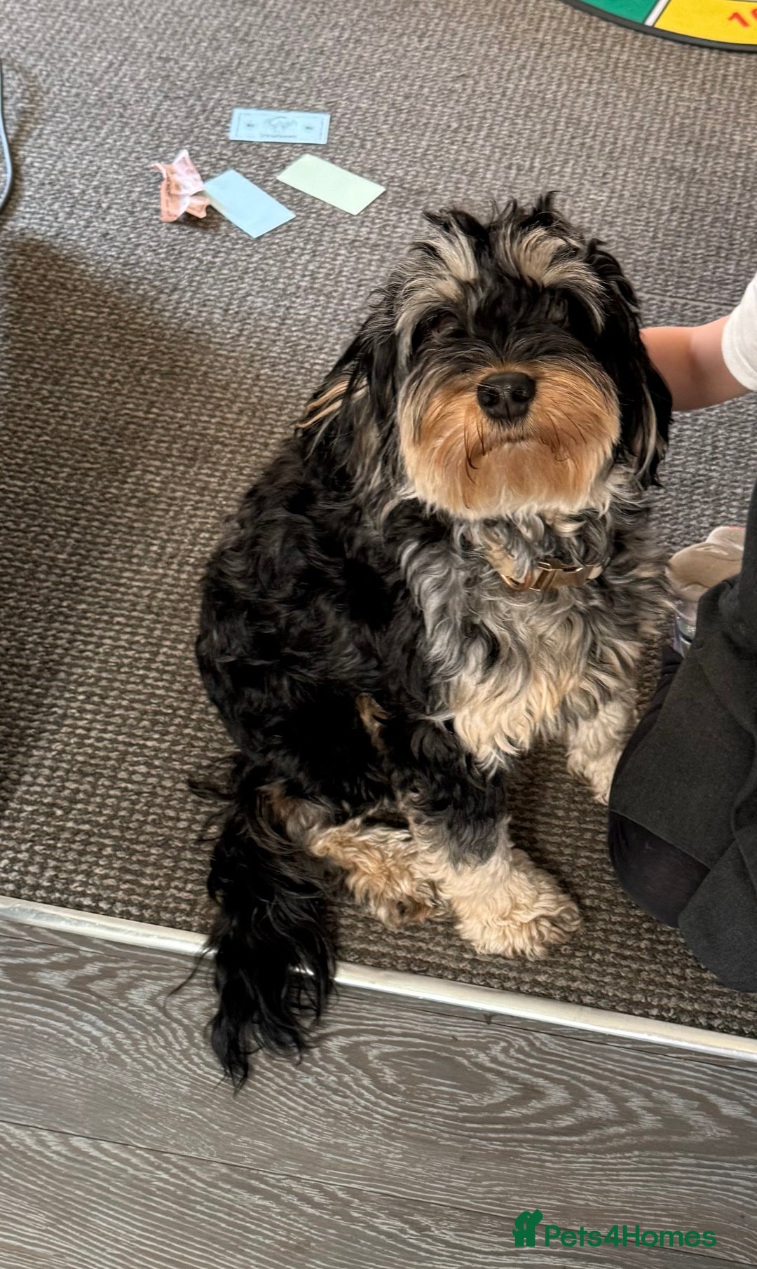 Cockapoo dogs for sale: 2year old cockapoo looking for forever home  - Image 2