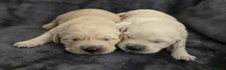 Goldador dogs for sale: 🐾 Beautiful Goldador Puppies Raised with Love 🐶 in Coventry - Advert 24