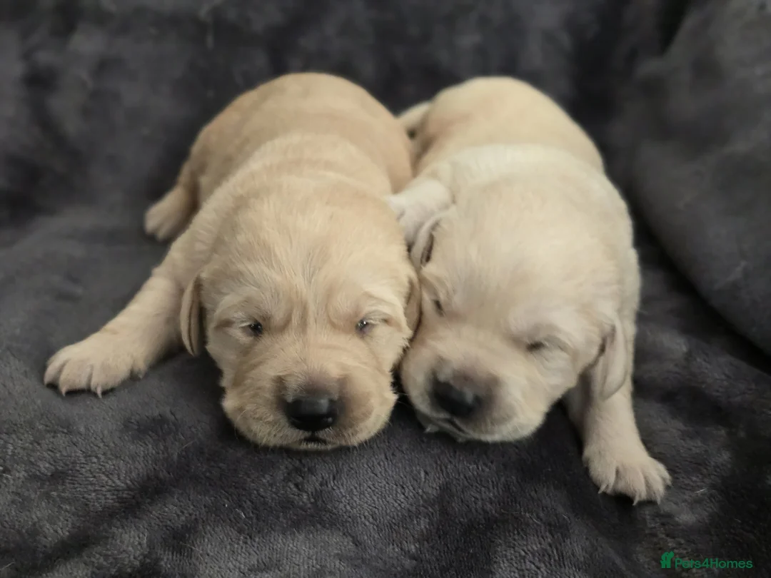 Goldador dogs for sale: 🐾 Beautiful Goldador Puppies Raised with Love 🐶 in Coventry - Advert 24