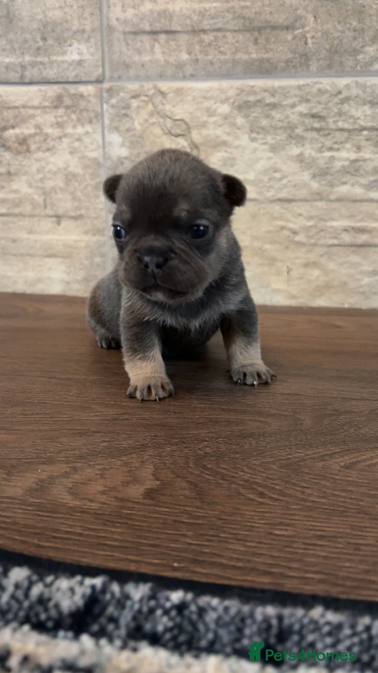 French Bulldog dogs Stunning Litter Of French Bulldog Puppies - Advert 6
