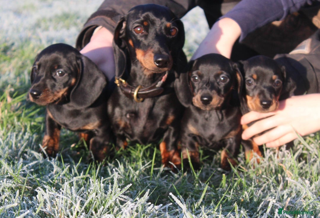 Miniature Dachshund dogs for sale: Stunning Miniature Dachshund Puppies - Advert 3