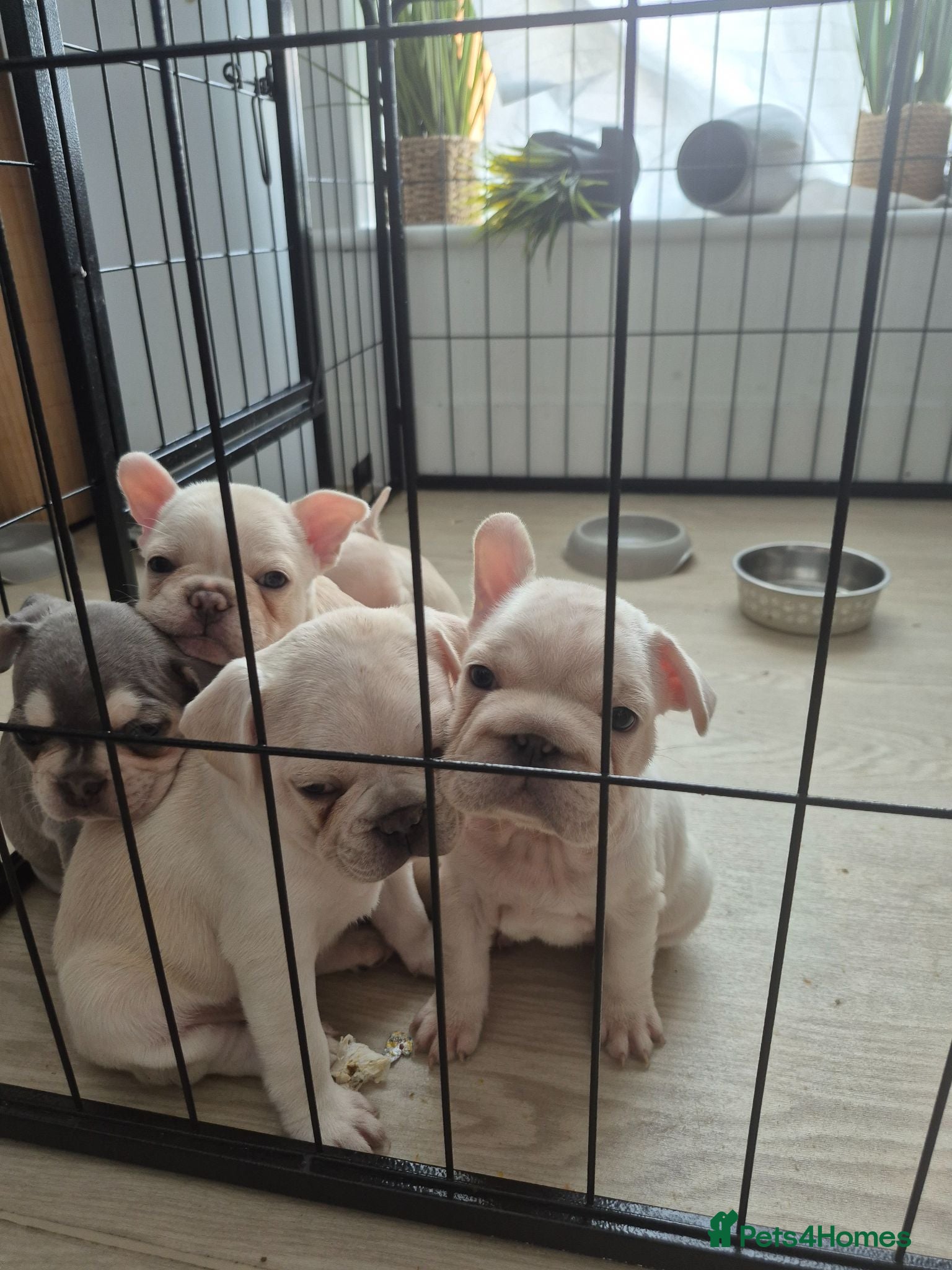 French Bulldog dogs Pet litter Frenchies with rope female - Advert 14