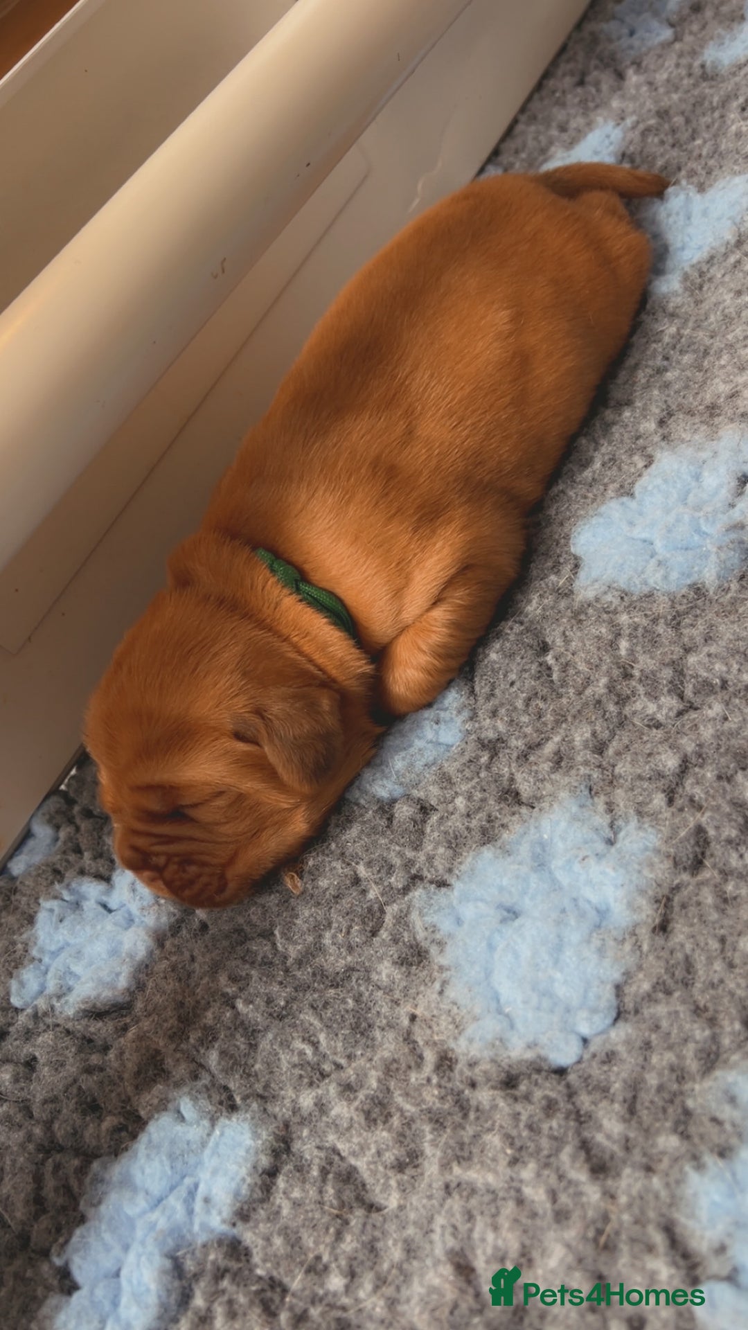 Dogue De Bordeaux dogs for sale: Beautiful KC Dogue De Bordeaux Puppies - Image 13