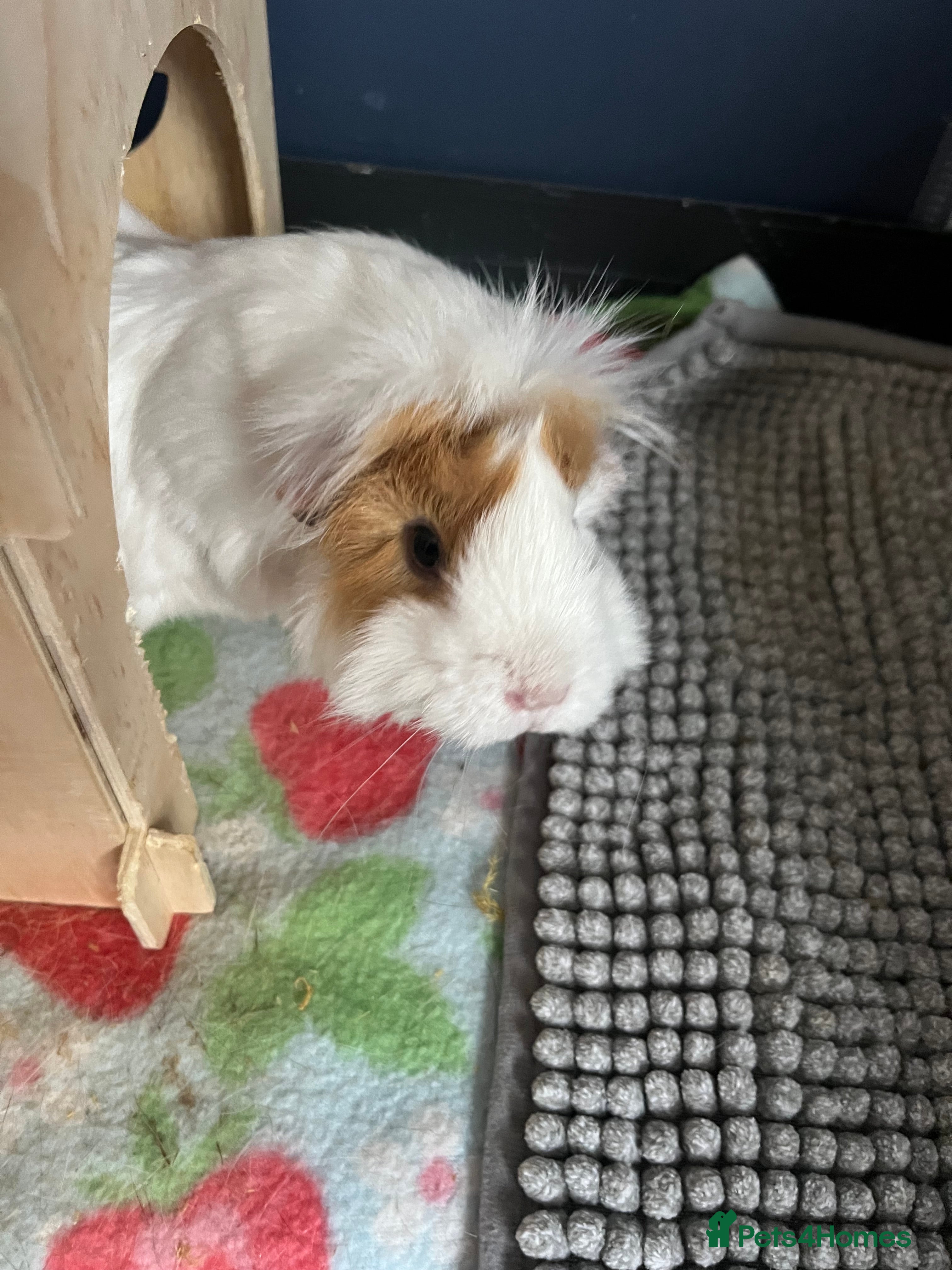 Guinea Pig rodents Female guinea pig for sale - Advert 14