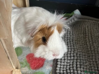 Guinea Pig rodents Female guinea pig for sale - Advert 14