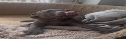 Staffordshire Bull Terrier dogs for sale: Blue staff puppies - Advert 4