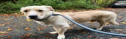 Mixed Breed dogs for adoption: Harvey -Norwich Norfolk  in Norwich - Advert 16