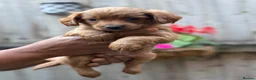Mixed Breed dogs for sale: Cockapoo x Chihuahua mix puppies 🐶  - Advert 7