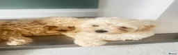 Maltipoo dogs for sale: MALTIPOOS!!! - Advert 30