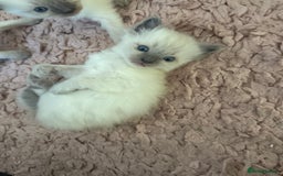 Ragdoll cats for sale: Beautiful ragdoll babies 🩷🩷🩵🩵 - Image 13