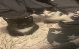 Mixed Breed cats for sale: Adorable Kittens, super cute!  - Image 2