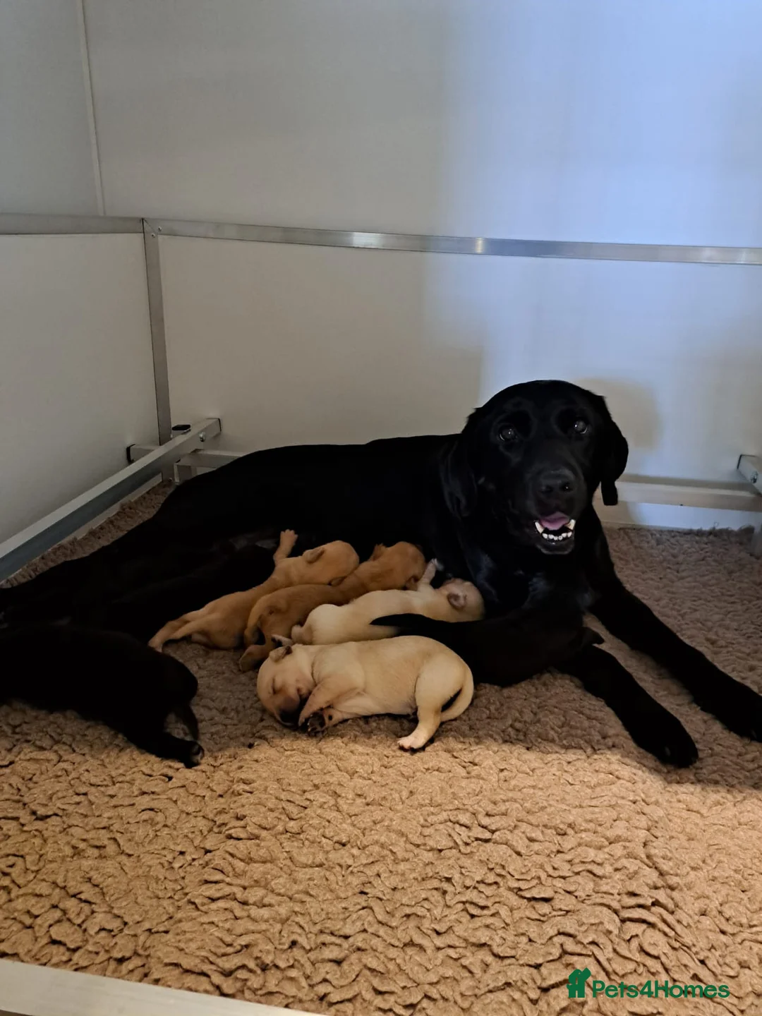 Goldador dogs for sale: Goldador pups - Advert 10