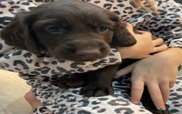 Mixed Breed dogs for sale: Cocker gold maraner - Image 11