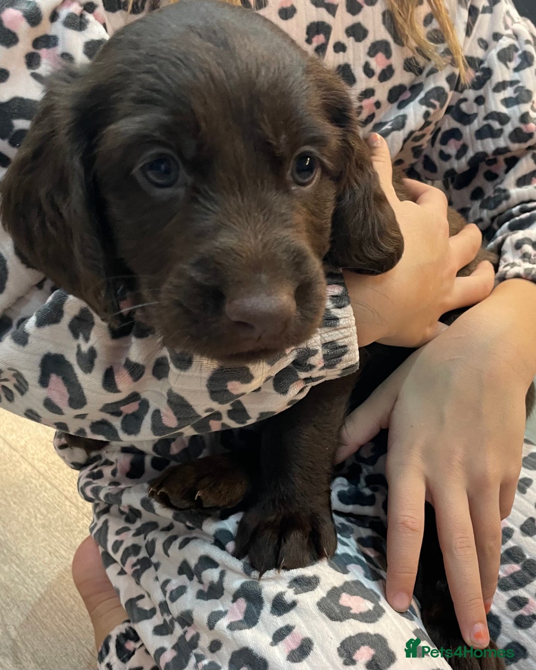 Mixed Breed dogs for sale: Cocker gold maraner - Image 11