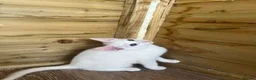 Mixed Breed cats for sale: Angora x kittens - Advert 7
