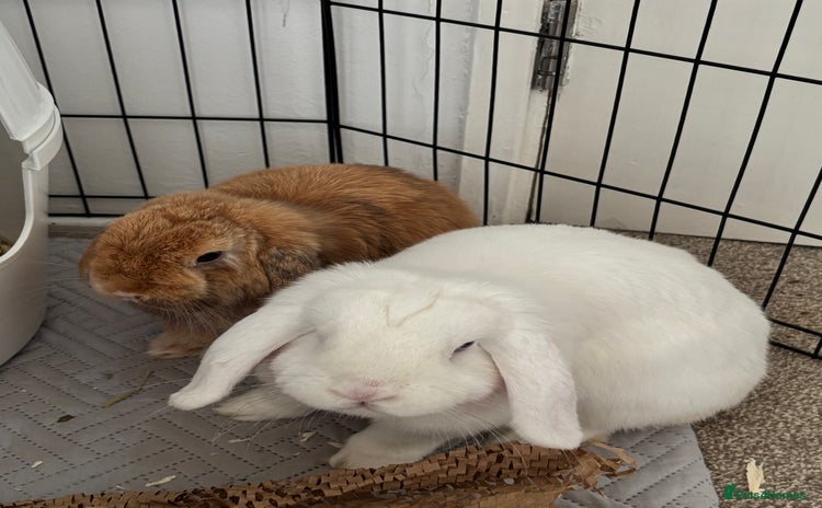 Mini Lop rabbits - Advert 1