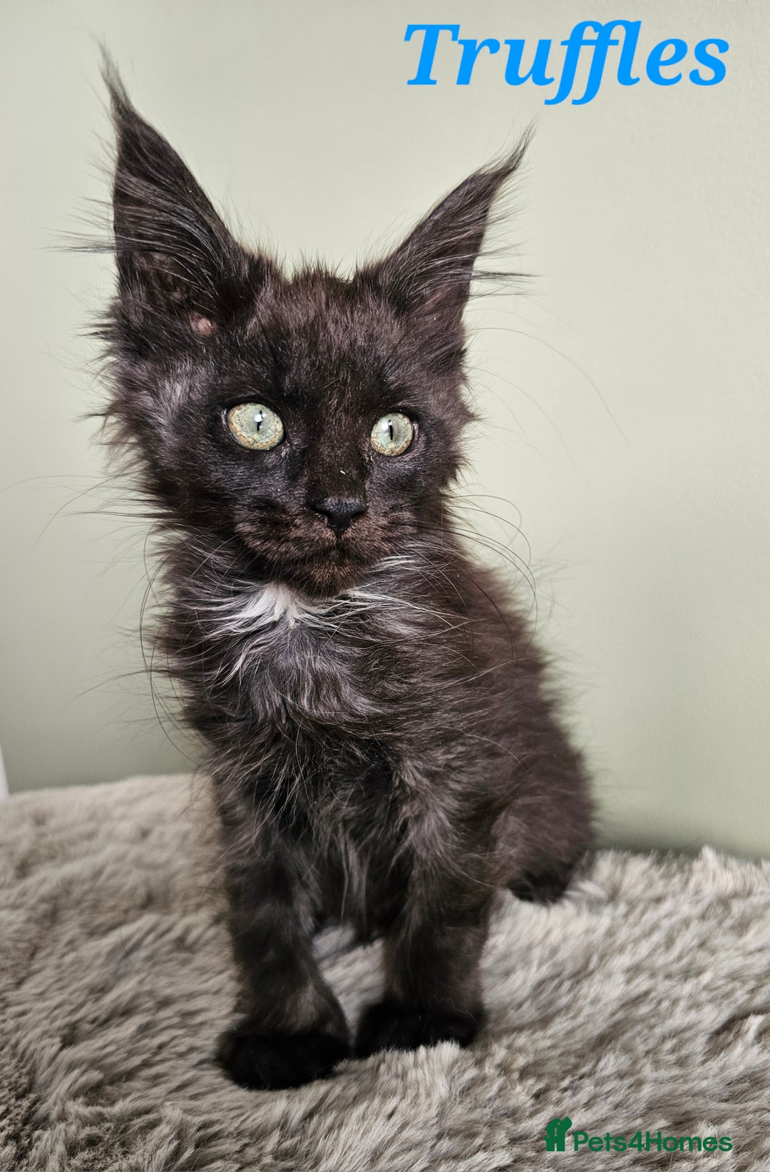 Maine Coon cats for sale: Maine Coon kittens looking for loving homes - Advert 4