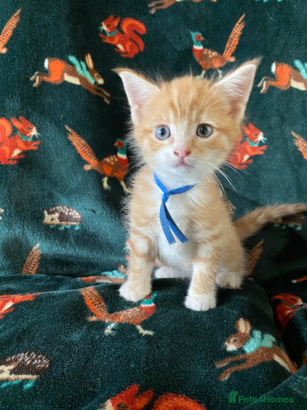 Mixed Breed cats for sale: Maine Coon, BSH, moggy mash ups - Advert 17