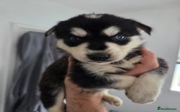 Mixed Breed dogs for sale: Beautiful goberians - Image 8