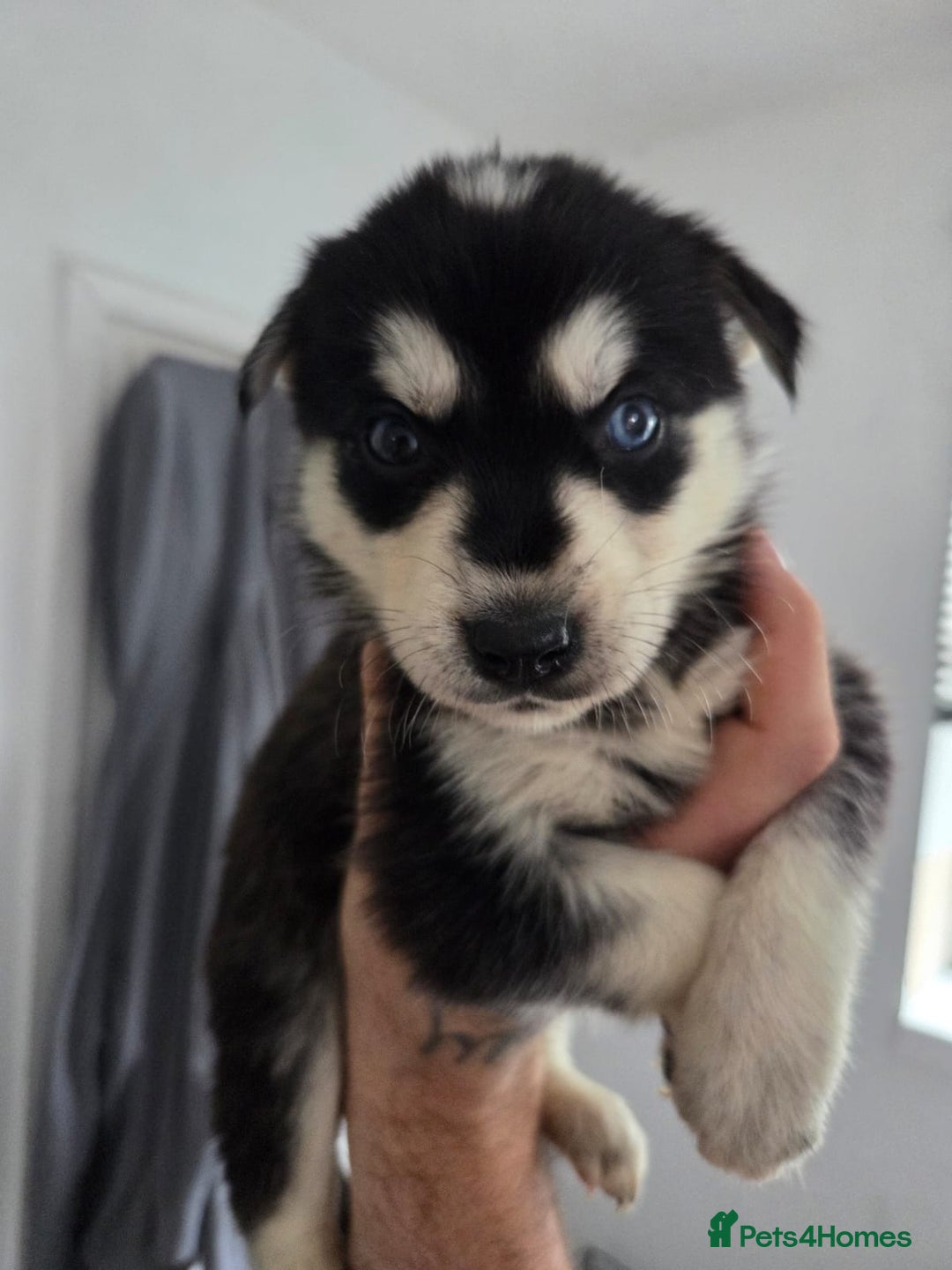 Mixed Breed dogs for sale: Beautiful goberians - Image 8