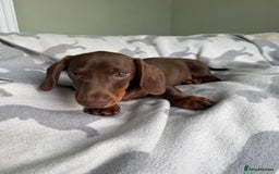 Dachshund dogs for sale: PERFECT MINIATURE DACHSHUNDS BABIES 🐶 - Image 12