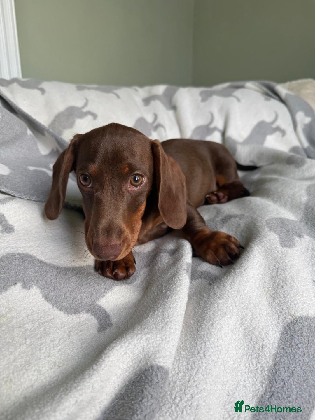 Dachshund dogs for sale: PERFECT MINIATURE DACHSHUNDS BABIES 🐶 - Image 12